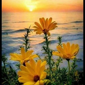 Meet your Posher, Peyton